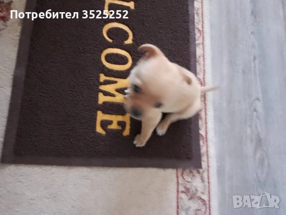 ПРОДАВАМ  ЖЕНСКО ПИНЧЕРЧЕ  НА 2- М. , снимка 4 - Пинчер - 52945918