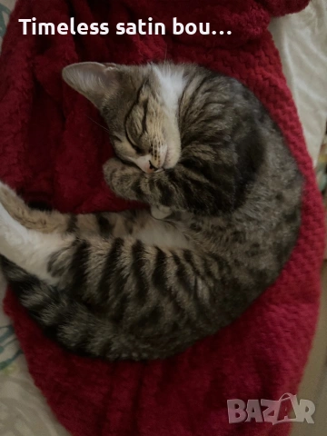 Подарявам мило игриво и гальовно коте, снимка 4 - Други - 53213333