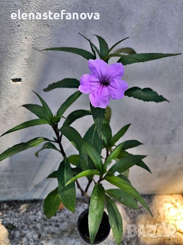 Руелия - лилава, снимка 4 - Стайни растения - 47282695