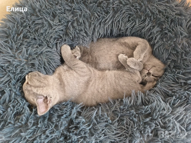 Британски котенца, снимка 6 - Други - 53570127