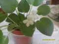Продавам бяла теменужка, снимка 2