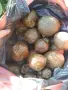Продавам чист пчелен клей (прополис), снимка 2
