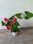 Антуриум цветето на любовта , снимка 1