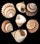 екзотични океански раковини от остров Мадагаскар , снимка 1 - Декорация за дома - 37483047