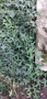 Бръшлян , снимка 1 - Градински цветя и растения - 44808408