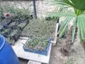 Палми Трахикарпус-разсад , снимка 5