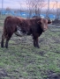 Продавам телета, снимка 1