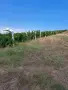 Лозе от 8 дка с винени сортове, снимка 1