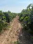 Продавам грозде сорт ,,Мерло”  ц, снимка 2