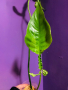 Филодендрон, снимка 1 - Стайни растения - 44782436