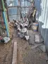 Сребърен виандот, снимка 6