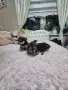 йорки с померан смесено, снимка 15