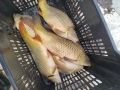 Жив шаран и сом страхотни на вкус!!!, снимка 1