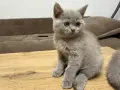 Британски късокосмести котки, снимка 6