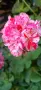 Pelargonium Sutavres Igor , снимка 2