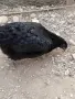 Ярки на 6 месеца и пилета на 3 месеца , снимка 1