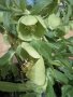 Кукуряк Корсиканска Чемерика, снимка 1 - Градински цветя и растения - 44355737