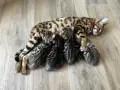 Бенгалски котенца , снимка 7