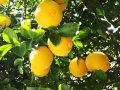 Poncirus trifoliata / Див лимон, снимка 4