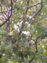Брекина (Sorbus terminalic) плодно медоносно дърво, снимка 5