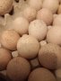 ПРОДАВАМ РАЗПЛОДНИ ОПЛОДЕНИ ПУЕШКИ ЯЙЦА, снимка 14