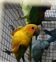Коледна промоция на папагали , снимка 2