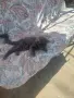 Руска синя котка, снимка 1