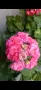 Pelargonium Ю Полонез, снимка 1