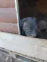 Черната мамба от уникални родители , снимка 2