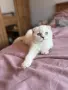Шотландска клепоуха , снимка 1