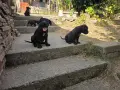  КЧЕТА КАНЕ КОРСО, снимка 3