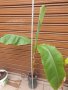  Банови палми Муса- НАМАЛЕНИ, снимка 6