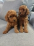 Продавам малки кученца той пудел , снимка 3