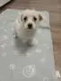 болонка           ., снимка 1