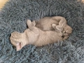 Британски котенца, снимка 6