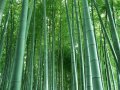 40 броя редки бамбукови семена зелен бамбук Moso-Bamboo Pla мосо бамбо растение декорация украса за , снимка 17