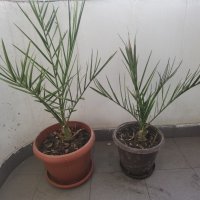 Финикова палма 2 размера, снимка 1 - Стайни растения - 38287992