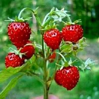 Горска ягода - Дива ягода  Сорт горски рюген, снимка 2 - Градински цветя и растения - 29282698