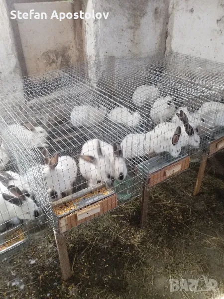  Калифорнийски зайци, снимка 1