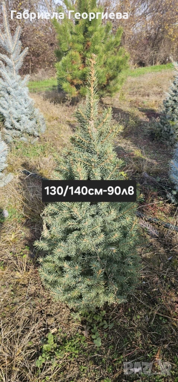 Живи коледни дръвчета (на бала), снимка 1
