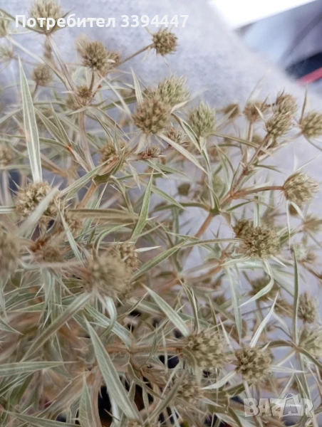 билката Ветрогон за имунитет и здраве, снимка 1