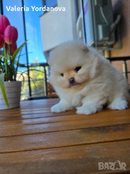 Мини Померанче , снимка 1