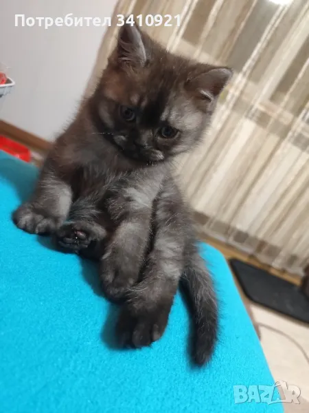британски  и шотландски късокосмести котенца , снимка 1