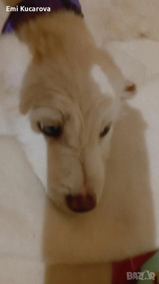 кучето е на пет месеца казва се Рафи ли е много игрив , снимка 1