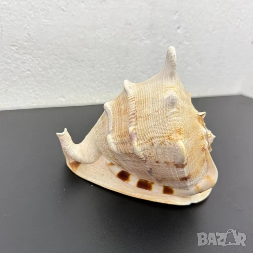 морска раковина, снимка 1