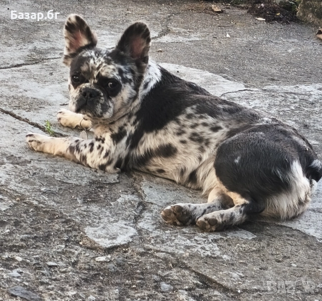 Флъфи френски булдог мерле женско , снимка 1