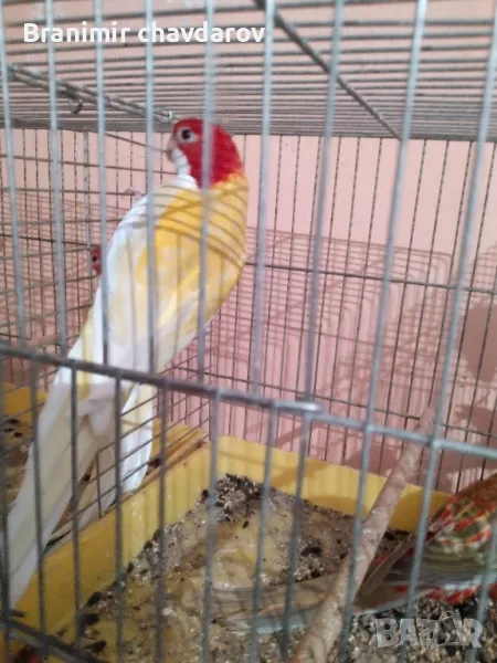 продавам папагали , снимка 1