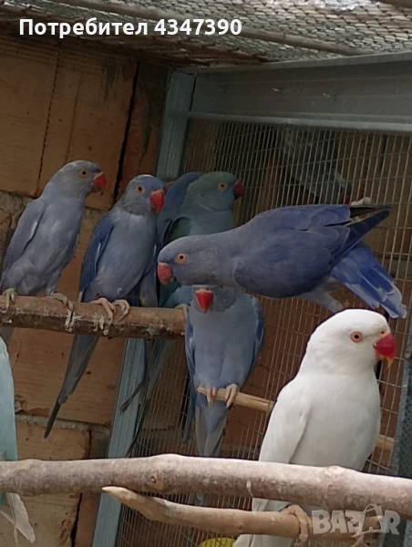 Малък Александър , снимка 1