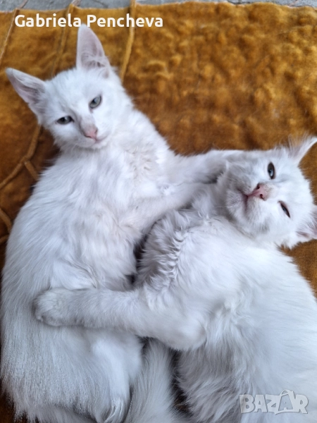 Подарявам котета на 4 месеца, снимка 1