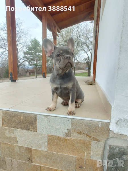 Елитни френски булдоци родени на 23.08., снимка 1